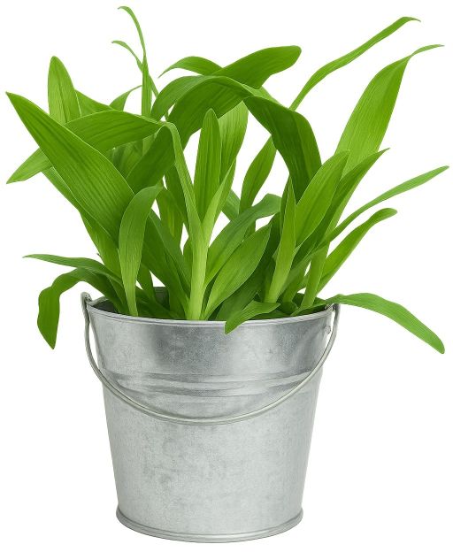 Kehebatan Manfaat Kesihatan Lembaran Daun Siti Khadijah